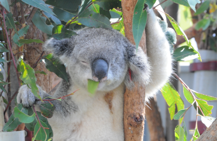 A koala is sitting in a tree with its eyes closed and a eucalyptus leaf in its mouth