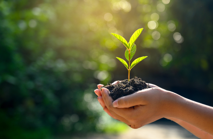 Hands holding seedling