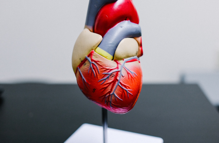 a teaching model of a human heart