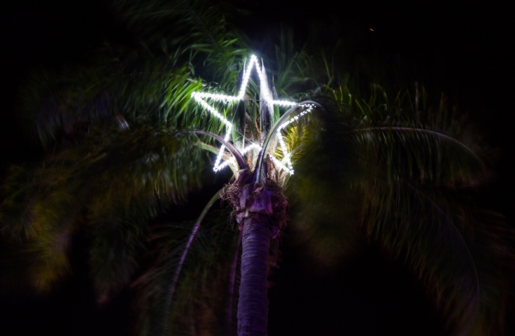 A lit-up star sits atop a palm tree in the dark